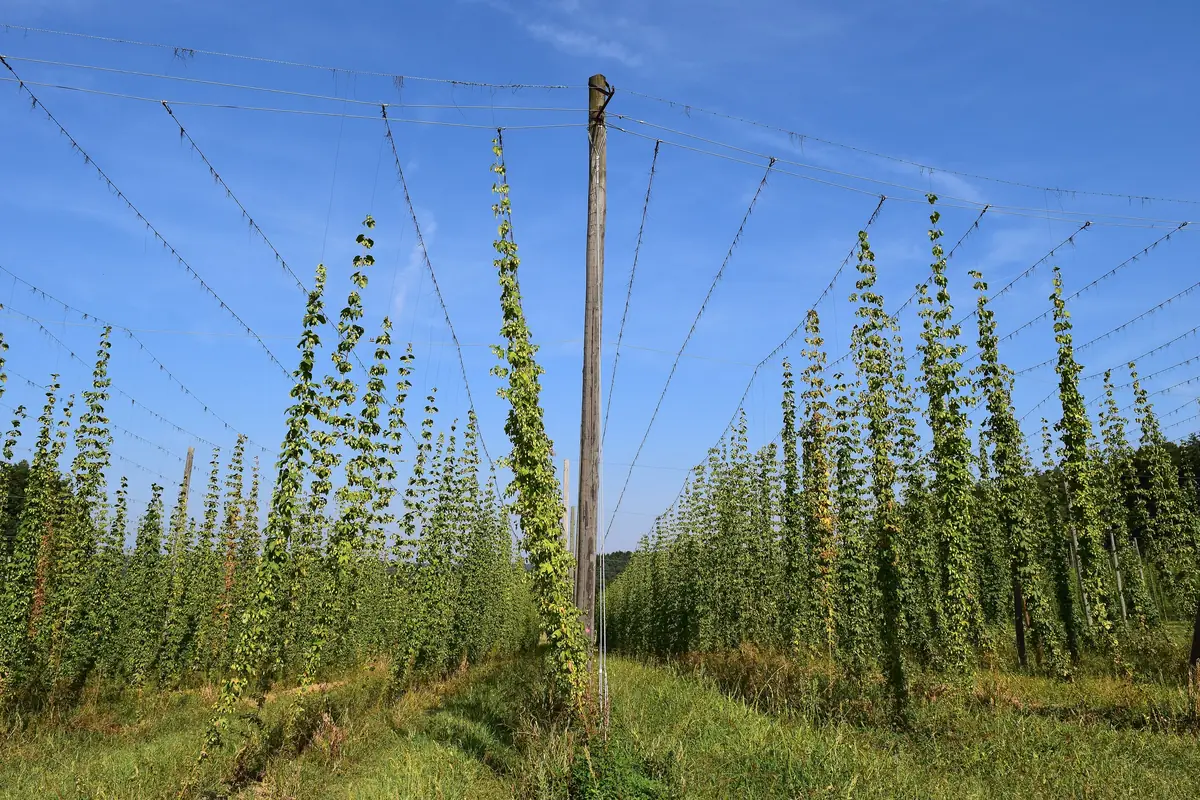 What is craft beer